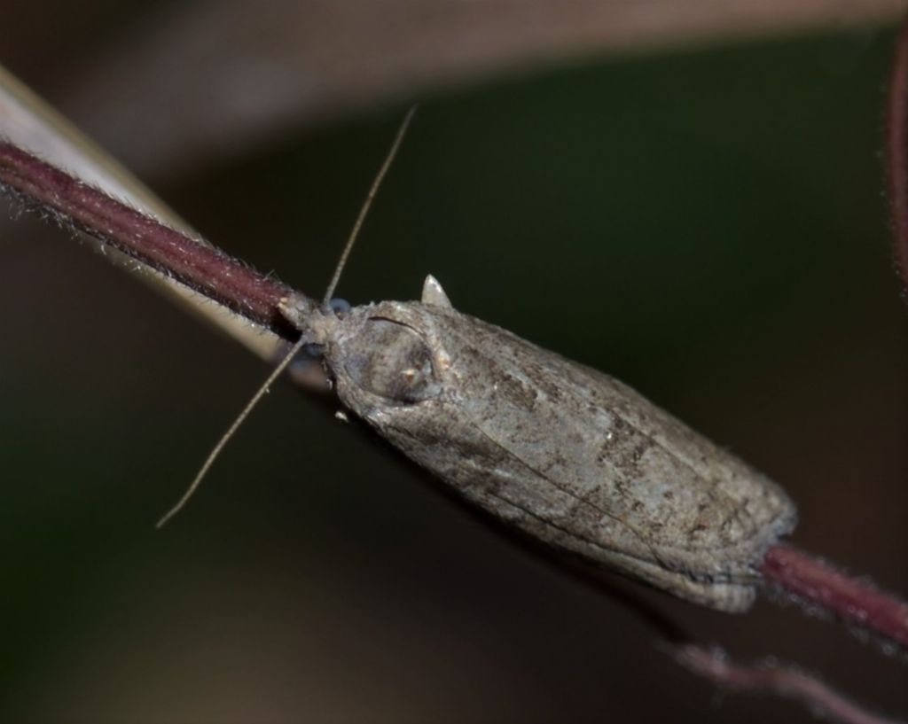 Tortricidae? S, Cnephasia sp.